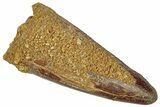 Cretaceous Fossil Crocodylomorph Tooth - Morocco #299216-1